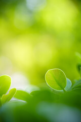 Beautiful nature view of green leaf on blurred greenery background in garden and sunlight with copy space using as background natural green plants landscape, ecology, fresh wallpaper concept.
