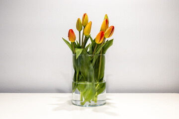 Czerwone tulipany w szkle na stole na białym tle