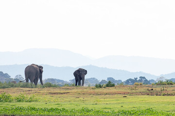 Fototapeta premium A herd of elephants feeding with mountains in the background.