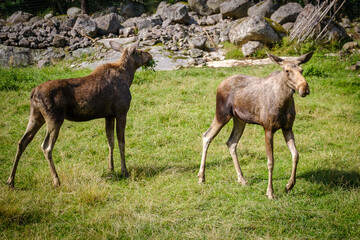 Naklejka na ściany i meble Swedish moose animal on the grass