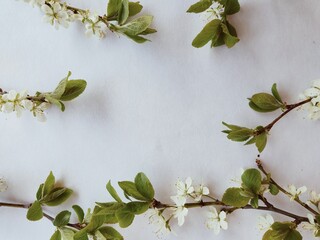 Fototapeta Białe kwiaty i zielone liście obraz