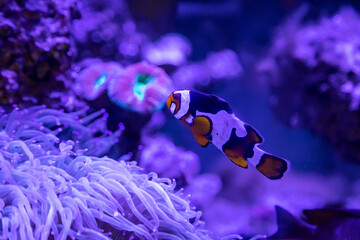 background of a marine aquarium, coral reef in blue and purple tones