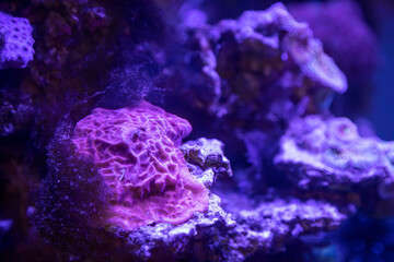 background of a marine aquarium, coral reef in blue and purple tones