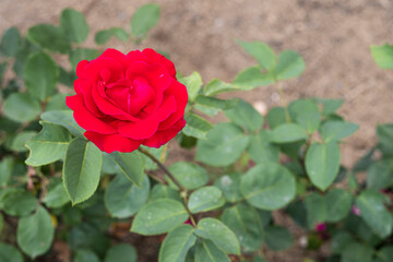 Garden with beautiful roses at the end of spring, a plant of the Asteraceae family. Generally thorny shrubs, the main representative of the Rosaceae family