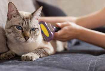 female hands combing tabby cat with brush at home. hygiene, pet care concept. soft focus