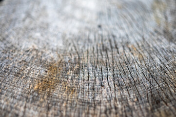 Old wood natural background. European (Common) beech, fagus sylvatica.