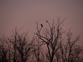 silhouette of a bird