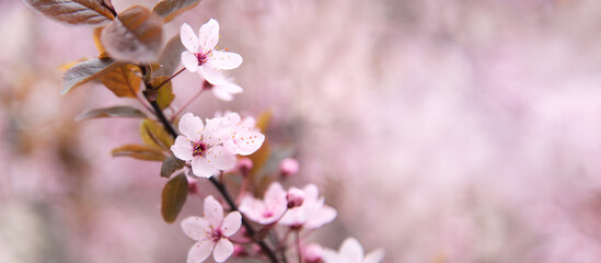 Pink cherry tree bloom flowers, spring of sakura tree twigs.