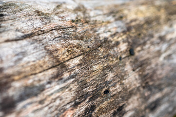 Old wood natural background. European (Common) beech, fagus sylvatica.