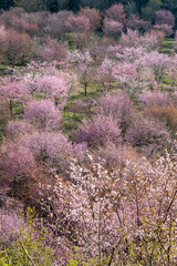 桜　桜峠