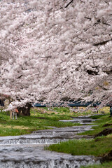 桜　観音寺川