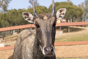 Stag or deer looking at the camera. Portrait of a male deer. Close up photograph of the face of a deer. Deer in captivity. Frontal view of a young ruminant of the family Cervidae.