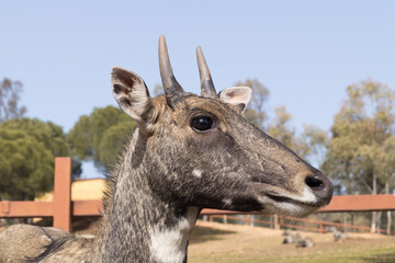 Stag or deer looking at the camera. Portrait of a male deer. Close up photograph of the face of a deer. Deer in captivity. Side view of a young ruminant of the family Cervidae.