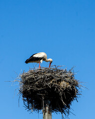 white stork in the nest
