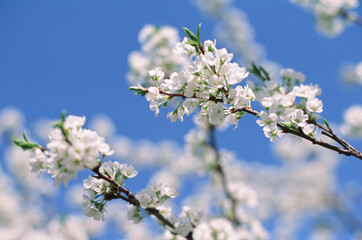 White flowers of blooming Apple tree in spring against blue sky on a Sunny day close-up macro in nature outdoors. Film photography
