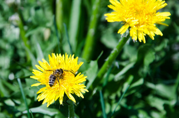 bee on dandelion