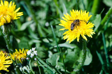 dandelions in the grass