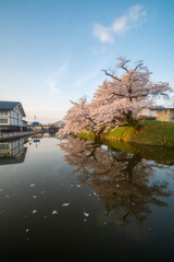 Fototapeta premium 桜 水鏡