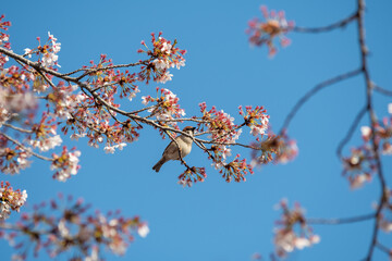 桜　スズメ