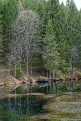 Fototapeta na wymiar trees reflecting in the water