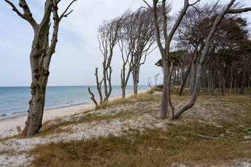 Ostsee Gespensterwald Strandkorb Rostock Warnemünde Strand Bäume Meer Salzwasser Küste Brandung Steilküste Wolken Gezeiten Himmel Wolken Stralsund Sonnenaufgang  Sonnenuntergang  Boot
