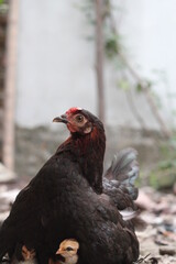 Newborn chicks relaxing underneath the mother hen