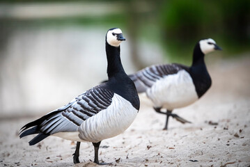 Fototapeta premium Vögel am Teich