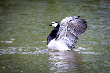 Vögel am Teich