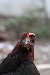 Closeup portrait of a black angry hen