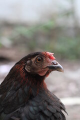 Closeup portrait of a black angry hen