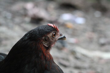 Closeup portrait of a black angry hen