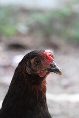 Closeup portrait of a black angry hen