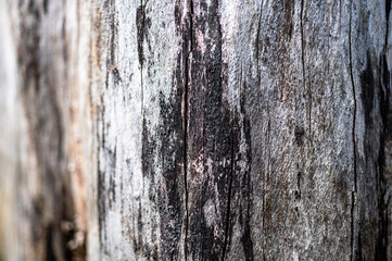 Old wood natural background. European (Common) beech, fagus sylvatica.