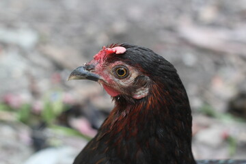 Closeup portrait of young chicken, black hen
