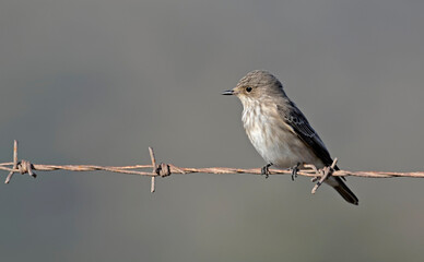 Spotted flycatcher (Muscicapa striata), Crete, Greece