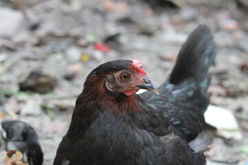 Closeup portrait of young chicken, black hen