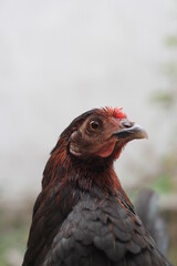 Closeup portrait of young chicken, black hen