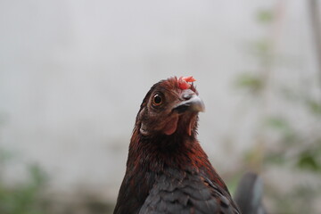 Closeup portrait of young chicken
