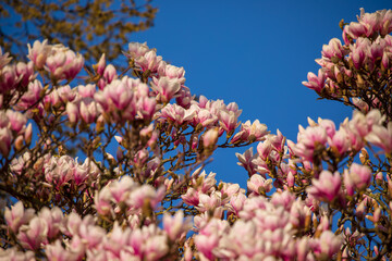 Blühende Magnolie im Park