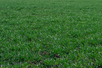 Green field as a background.