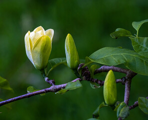 Magnolia Yellow Bird (Magnolia x brooklynensis). Baden Baden, Baden Wuerttemberg, Germany