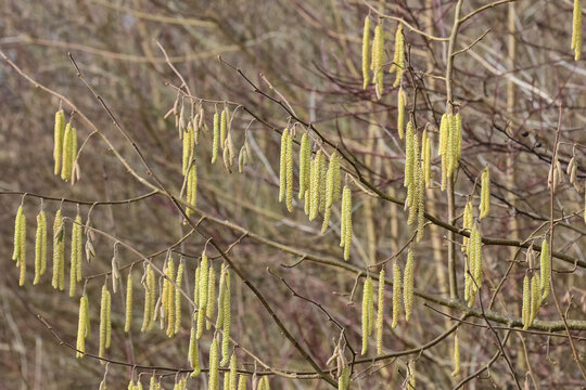 H&auml;ngende Bl&uuml;tenk&auml;tzchen des Haselnussbaumes im Fr&uuml;hling, Corylus avellana