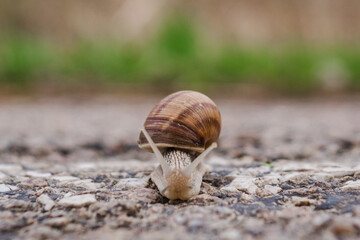 The snail crawls across the road. Asphalt road with a snail. Snail with a shell.