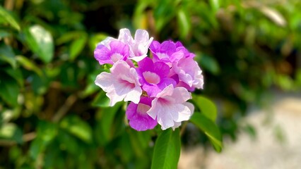 Obraz premium flowers in the garden