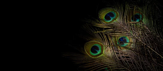 Foto op Plexiglas pauwenveren op donkere achtergrond © jirachaya