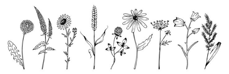 Hand drawn wildflowers set in realistic style. Wildflowers sketch. Outline. - obrazy, fototapety, plakaty