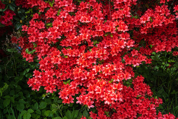 Azalée fleur fleurie, rhododendron dans le jardin de printemps. Baden Baden, Bade Wurtemberg, Allemagne