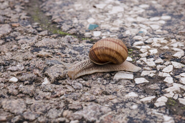 The snail crawls across the road. Asphalt road with a snail. Snail with a shell.