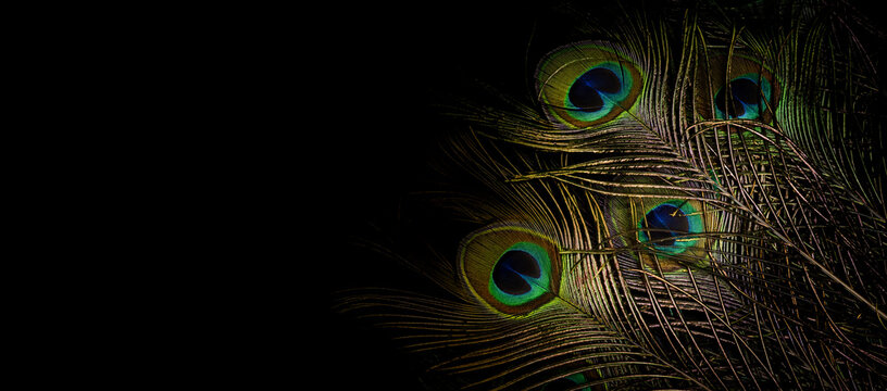 peacock feathers on dark background