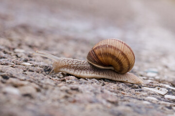 The snail crawls across the road. Asphalt road with a snail. Snail with a shell.